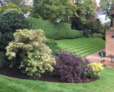 Garden with shaped shrubs, striped lawn and colourful borders
