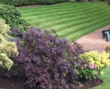 Striped lawn with tall hedge and colourful flower bed planting